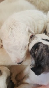 cuccioli salvati