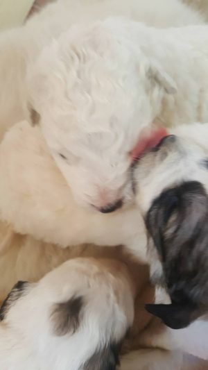 Getta sei cuccioli appena nati: salvati