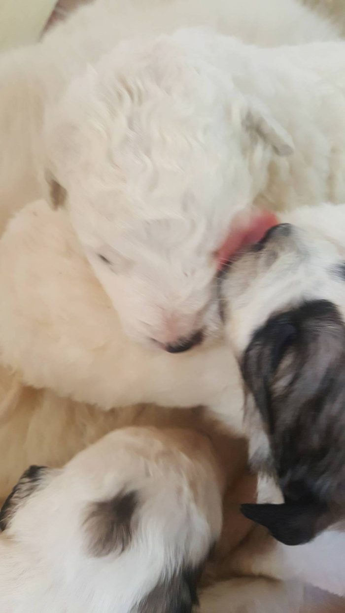 Getta sei cuccioli appena nati: salvati