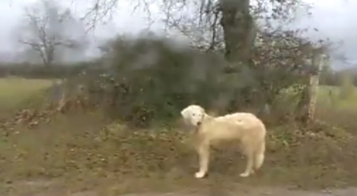 Branco di cani aggredisce podisti - IL VIDEO