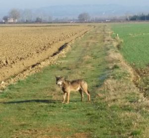 "Lupo ad Orgia" dicono i cacciatori - IL VIDEO