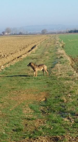 Sempre pi&ugrave; lupi e sempre pi&ugrave; danni: assessore Remaschi a Siena