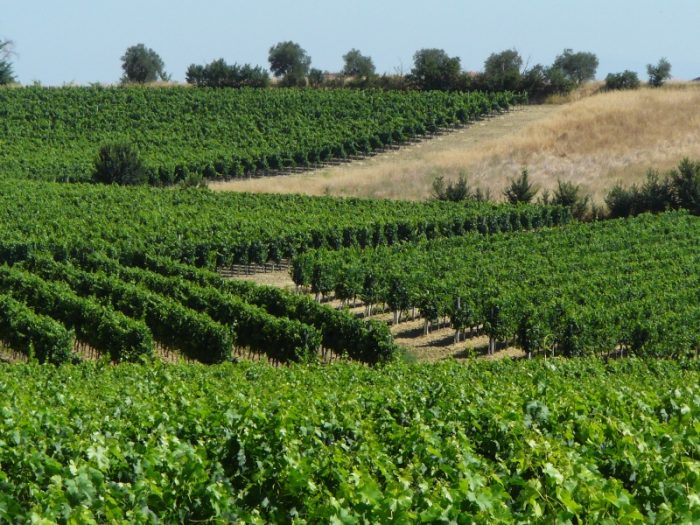In dirittura d'arrivo l'Anteprima del Nobile di Montepulciano