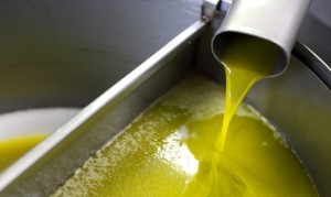 Olio extravergine d'oliva, produzione a picco nel senese: calo del 50%