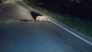 Investe piccolo cinghiale e lo lascia agonizzante in via Cassia Sud: la legge prevede pesanti sanzioni