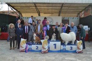 Esposizione Nazionale Canina di Siena: domenica sfilano settecento cani