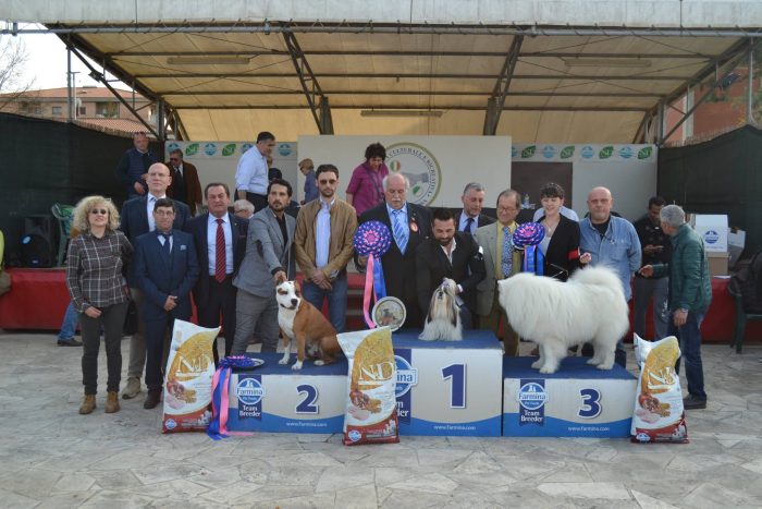 Esposizione Nazionale Canina di Siena: domenica sfilano settecento cani