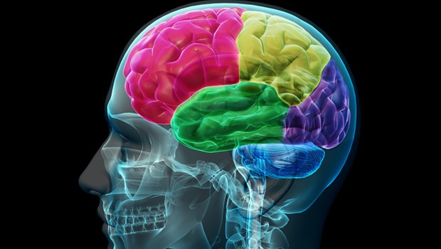 Arriva anche a Siena la settimana mondiale del cervello