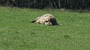Lupi, in arrivo bando per riconoscimento danni da predazione per il 2017