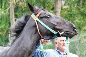 Pian delle Fornaci corse seconda giornata 2017 (13)