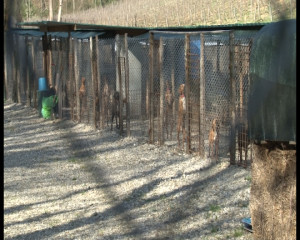 Sena Civitas: "Comune spende troppo per i canili". La replica di Valentini e Tafani