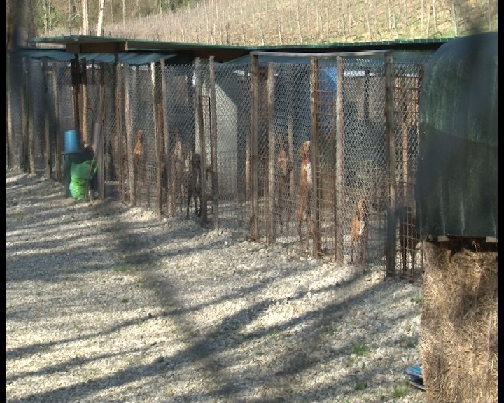 Sena Civitas: "Comune spende troppo per i canili". La replica di Valentini e Tafani