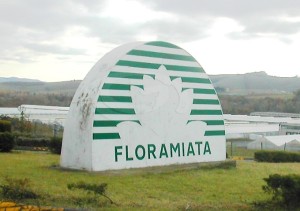 Floramiata: oggi l’assemblea dei lavoratori e l’accordo dei Sindacati con Amiata Flor
