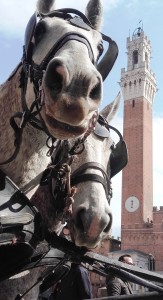 Con Sport Siena Week end torna "A cavallo sulla pietra serena"