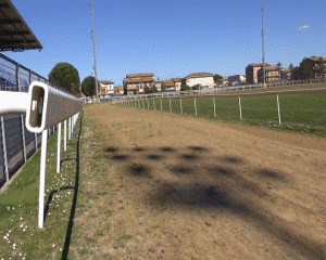 Corse a Monteroni, la commissione Unire dice no ai purosangue