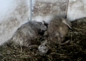 Lupi assaltano un gregge in azienda di pecorino di Pienza, trenta fra pecore uccise e disperse