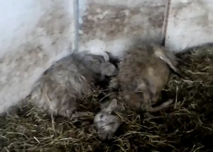 Lupi assaltano un gregge in azienda di pecorino di Pienza, trenta fra pecore uccise e disperse