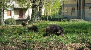 Cinghiali tra le case in pieno giorno - IL VIDEO