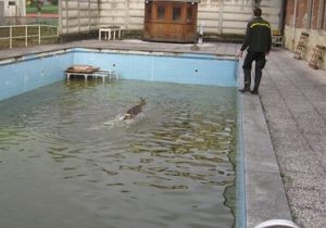 Capriolo cade in piscina: salvato dai vigili del fuoco