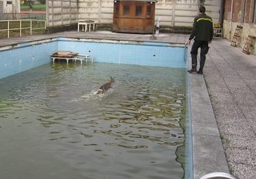 Capriolo cade in piscina: salvato dai vigili del fuoco