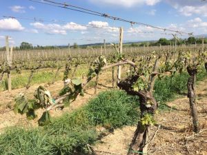 Coldiretti: gelo notturno, in ginocchio le eccellenze senesi