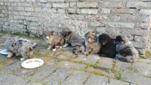 Cucciolata gettata in un cassonetto