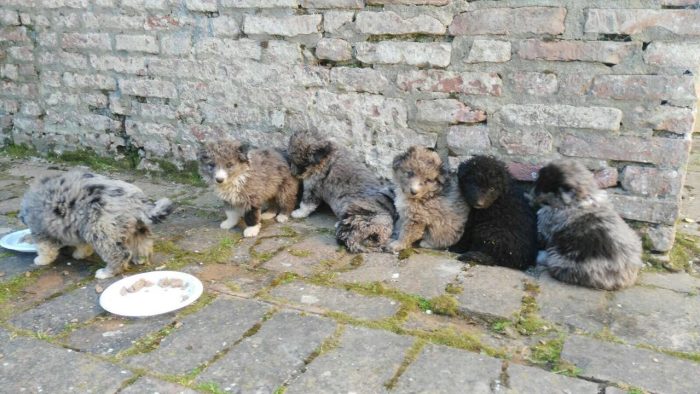 Cucciolata gettata in un cassonetto
