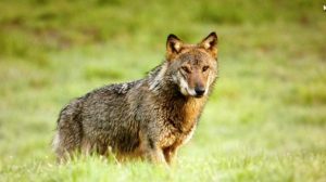 Assalto dei lupi, strage di pecore in tre aziende a Radicofani