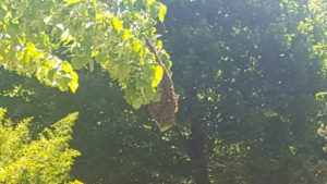 Sciame d'api al luna park davanti al laghetto dei cigni - LE FOTO