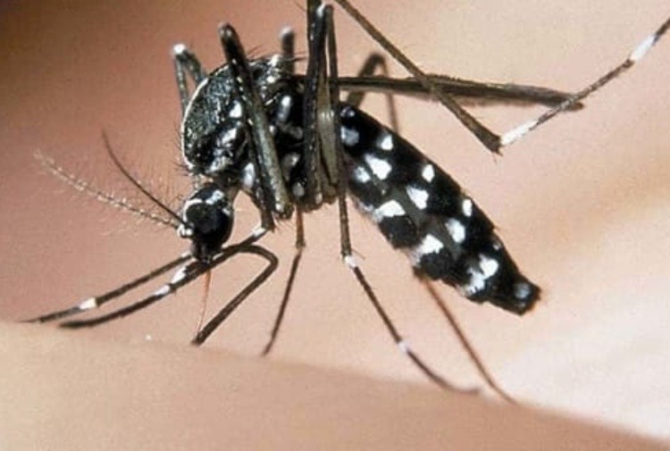 Comune di Siena, dal 1 aprile scatta l’ordinanza per il contenimento delle zanzare