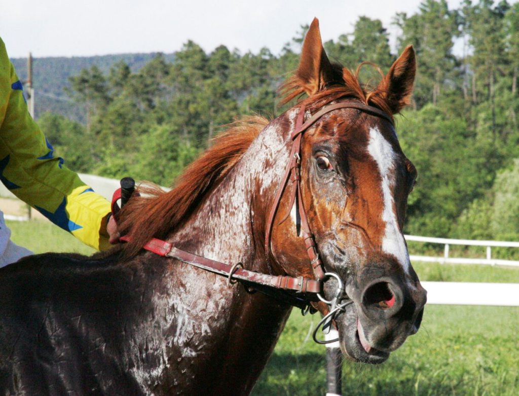 Alle 20.05 su Siena Tv le immagini delle corse a pelo di Monticiano