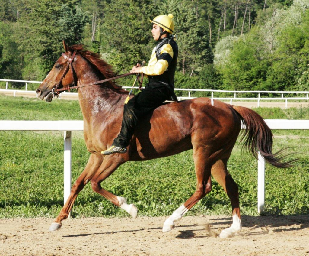 Domani a Monticiano ultimo appuntamento con le corse di addestramento