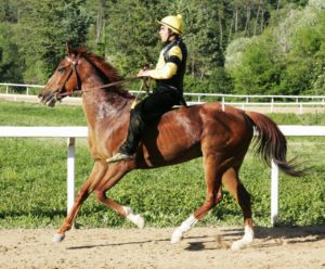 Domani a Monticiano ultimo appuntamento con le corse di addestramento