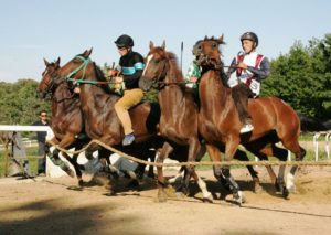 Addestramento cavalli, il 23 primo appuntamento a Monticiano: le batterie