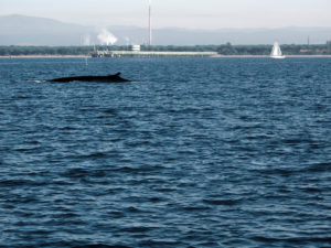 Balena nel golfo di Follonica