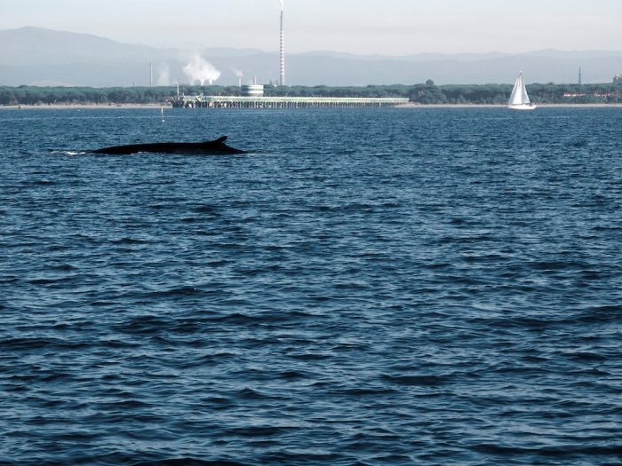 Balena nel golfo di Follonica