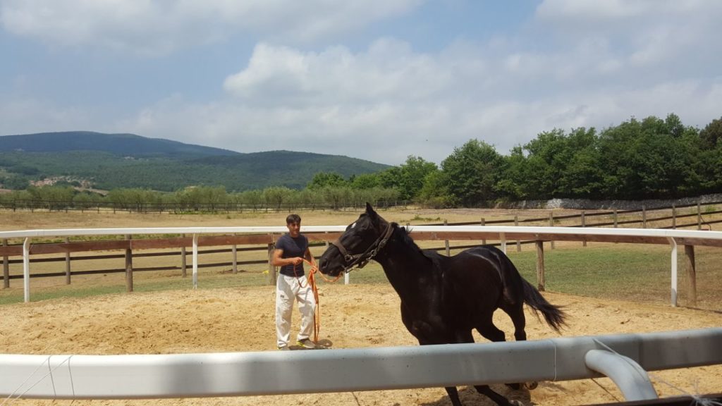 Palio: 95 cavalli iscritti alla previsita. C'&egrave; anche Tornasol