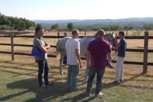 Previsita, altri sei cavalli fuori nel pomeriggio