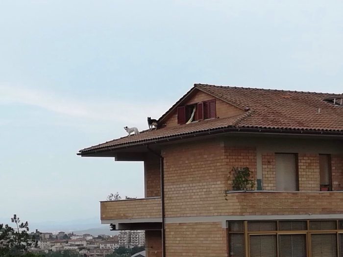Le foto incredibili: cani sul tetto e Vespe in terrazzo