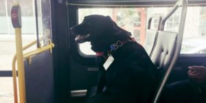 Cani e gatti sui mezzi pubblici, in Toscana adesso è legge