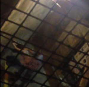 Sesso a pochi metri da Piazza del Campo: gli abitanti della via insorgono - IL VIDEO