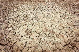 Caldo record, Coldiretti Siena lancia l'allarme: "Preoccupati per vendemmia e raccolta delle olive"