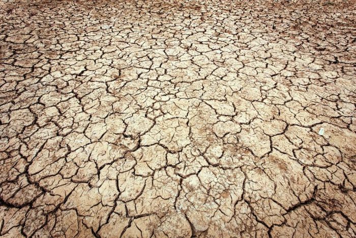 Caldo record, Coldiretti Siena lancia l'allarme: "Preoccupati per vendemmia e raccolta delle olive"