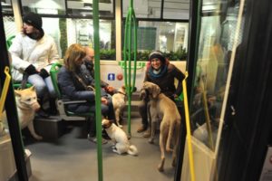 Gli animali d&rsquo;affezione sui bus del trasporto pubblico urbano