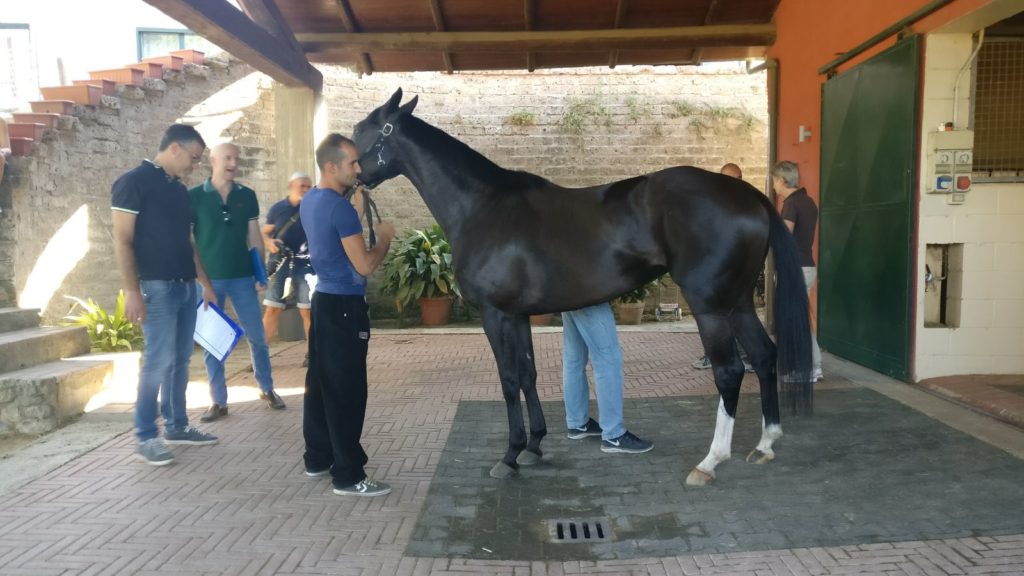 Palio - Previsite concluse: non ci saranno Osama Bin e Phatos