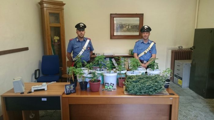 Coltiva piante di marijuana in una casa abbandonata