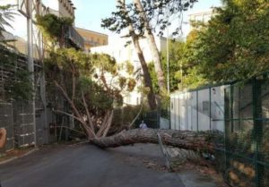 Parcheggio dello stadio chiuso due giorni per verificare le piante