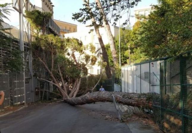 Parcheggio dello stadio chiuso due giorni per verificare le piante