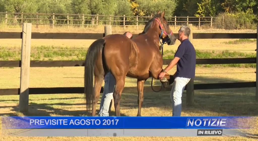 Palio 2 luglio, giorni e orari delle previsite