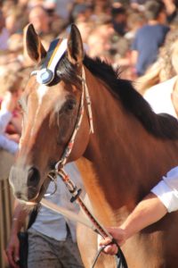 "Impossibilit&agrave; di correre" per il cavallo della Lupa Quore de Sedini
